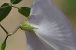 Butterflypea